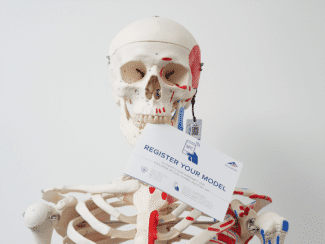 Anatomisches Modell mit Smart-Label inkl. integrierter NFC-Technologie