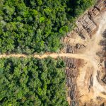 Das EU-Parlament hat die Verschiebung der EUDR beschlossen (Quelle: Shutterstock/Tarcisio Schnaider)